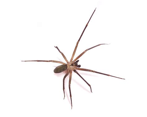 Brown Recluse Spiders 15 Facts And Information Pest Wiki