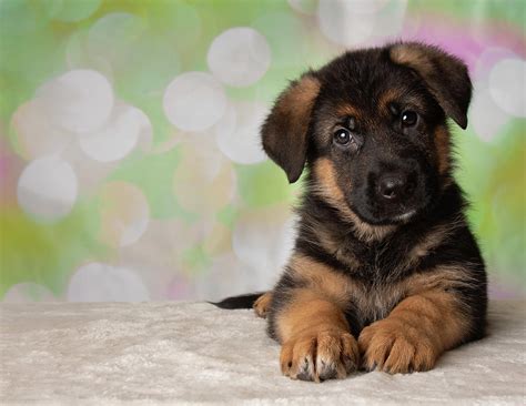 German shepherd puppies make very loyal, protective, and loving pets. German Shepherd Puppy Dog Portrait Photograph by Ashley Swanson