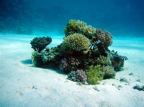 Free Images Sea Water Nature Sand Diving Blue Coral Reef