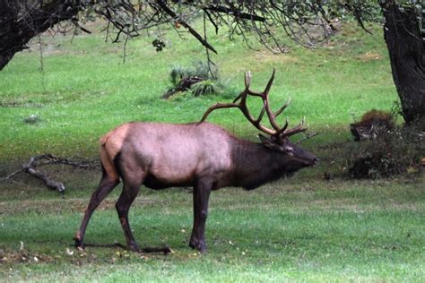 Big Bull Elk Free Stock Photo Public Domain Pictures