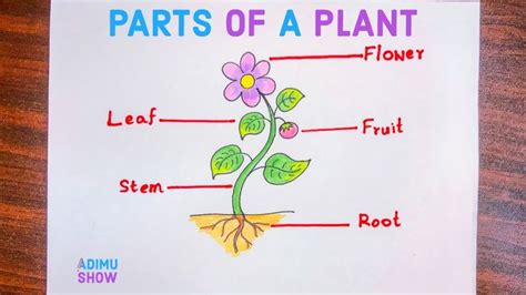 Pin This Image To Save This Labeled Diagram Of A Plant Parts Of A