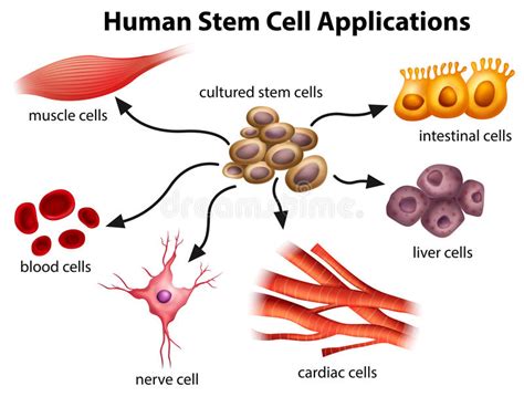 Human Stem Cell Applications Stock Vector Illustration Of Drawing