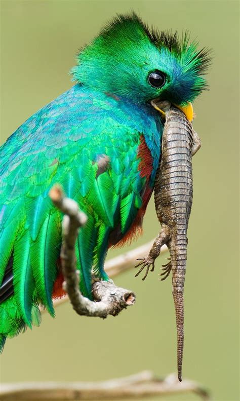 Quetzal Bird Important To The Aztecs Related To Their God Quetzalcoatl