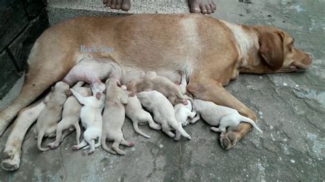 Labrador Retriever Dog Giving Birth To 9 Puppies Labrador Dog Puppies