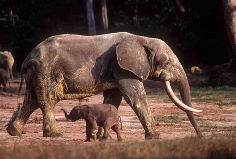 Forest And Savanna Elephants In Africa Are Separate Species The New