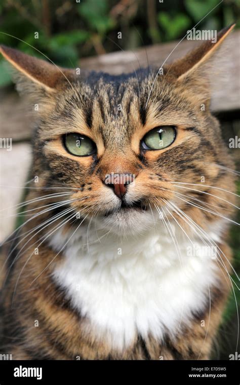 Tabby Cat Pulling Funny Face Stock Photo Alamy