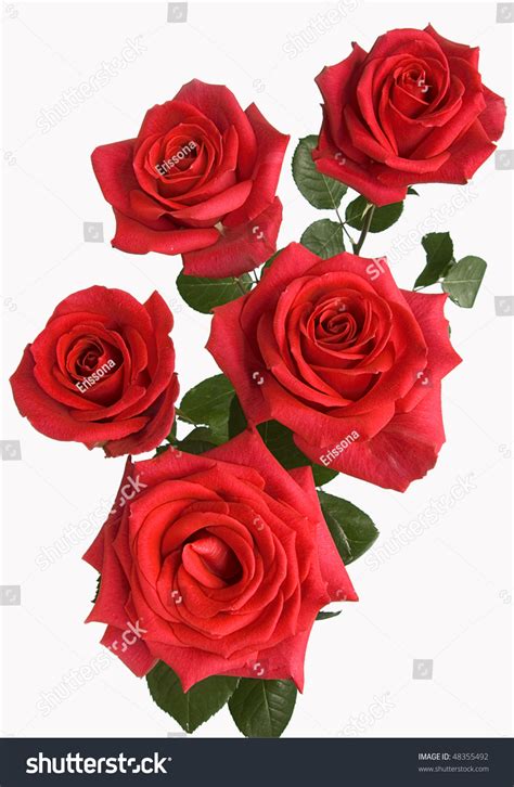 Bunch Red Roses Stock Photo 48355492 Shutterstock