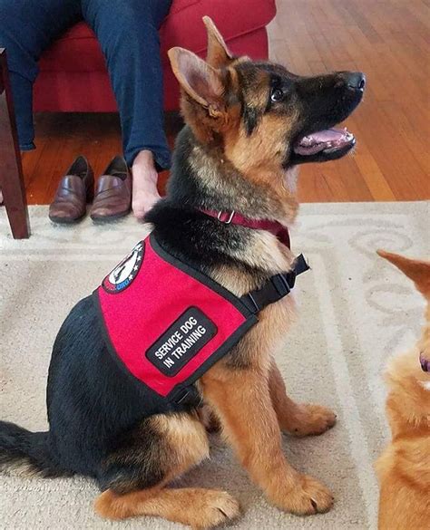 What does gsd service dog mean. Got a new houseguest while my sister trains him http://ift ...