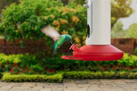 bird buddy s latest smart feeder offers a closer look at hummingbirds engadget