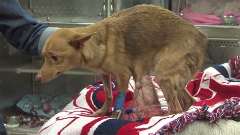 Chihuahua Carrying A Massive Tumor Faces Long Road To Recovery Fox 4 Kansas City Wdaf Tv