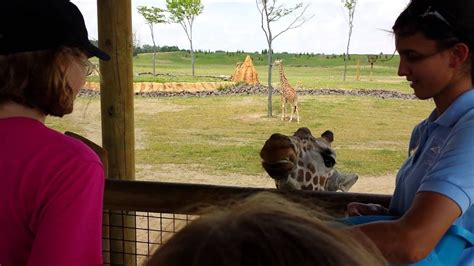 Feeding Giraffes At The Columbus Zoo Youtube
