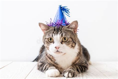 Cat With Party Hat Stock Image Image Of Domestic Kitten 152466253