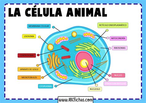 Partes De La Celula Partes De La Celula Celulas Celula Eucariota Images