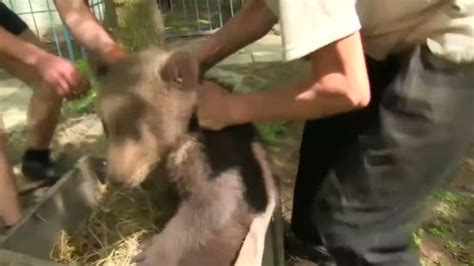 Ukrainian Bear Tortured To Dance For Euro 2012 Tourists Is