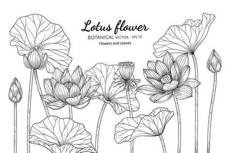 Lotus Flower And Leaf Hand Drawn Botanical Illustration With Line Art