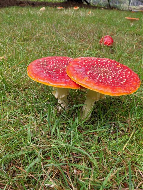 Best Looking Mushrooms In The Field Ramanitamuscaria
