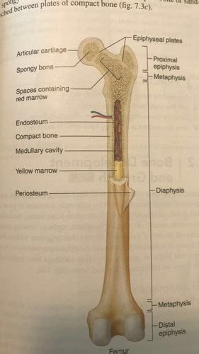 Compact bone cross section courtesy: 31 Label The Long Bone - Labels Database 2020