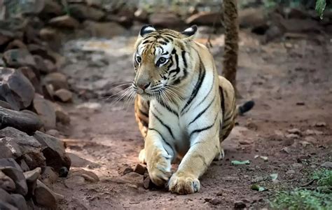 Indias Endangered Tiger Population Tops 3600 The Malaysian Insight