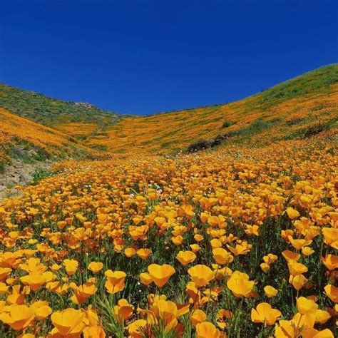 Beautiful flowers, flower fields, wildflowers, gardens and blooms throughout california. 9 Magical Photos Of California's Wildflower Super Bloom ...