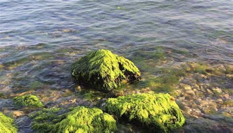 Characteristics Of Seaweed Sciencing