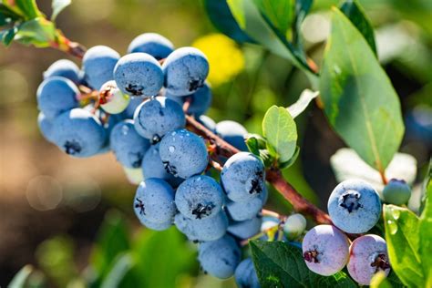 Blue Gold Highbush Organic Blueberry Plant Backyard Berry Plants