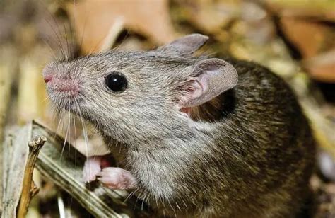 Deer Mouse Facts