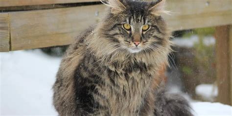 Norwegian Forest Cats Personality And Guide