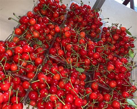 3 Great Places For The Best Cherry Picking Illinois Fruit Picking Farms Near Me