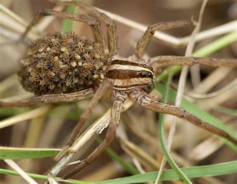 Wolf Spiders Missouri Department Of Conservation