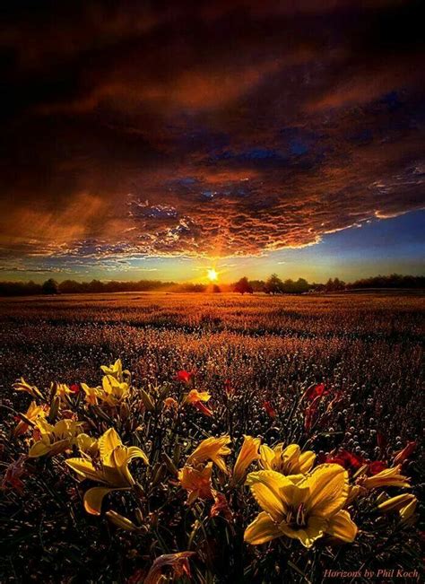Beautiful Photograph Nature Scene Flowers Sunset Nature