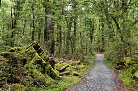 New Zealand Beech Forest Walking In Nature Forest Country Roads