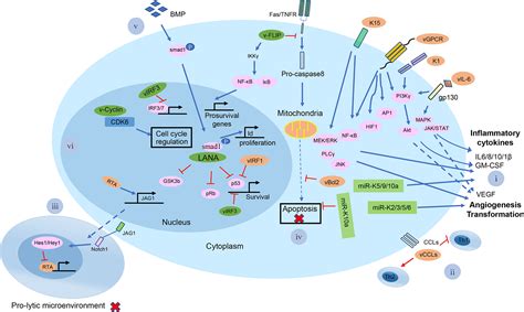 Towards Better Understanding Of Kshv Life Cycle From Transcription And