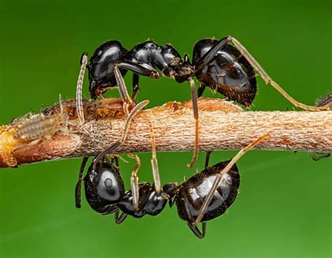 Are Ghost Ants And White Footed Ants The Same Thing Midway Pest