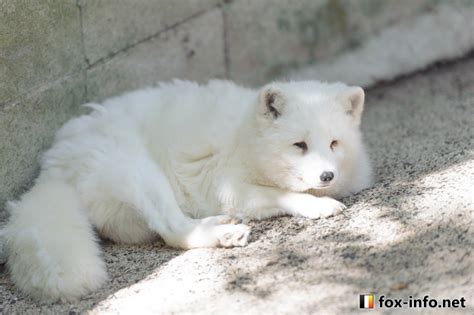 お昼寝ホッキョクギツネ ホッキョクギツネ白 キツネ写真館