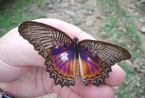 セレベス島の美しい蝶 - 北海道昆虫同好会ブログ