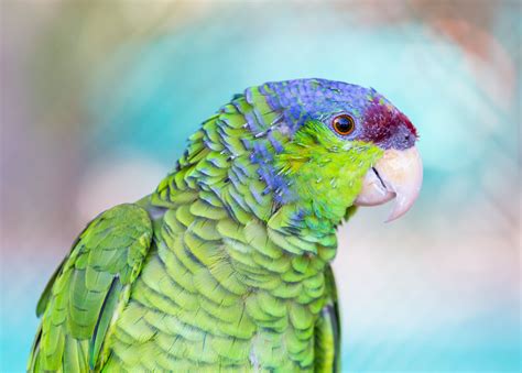 8 Top Colorful Parrot Species