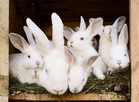 14 Amazing Animal Moms With Their Adorable Offspring Rabbit Bunny