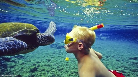 Aqua Zone Scuba Diving Snorkeling Activities On Oahu Honolulu Hawaii