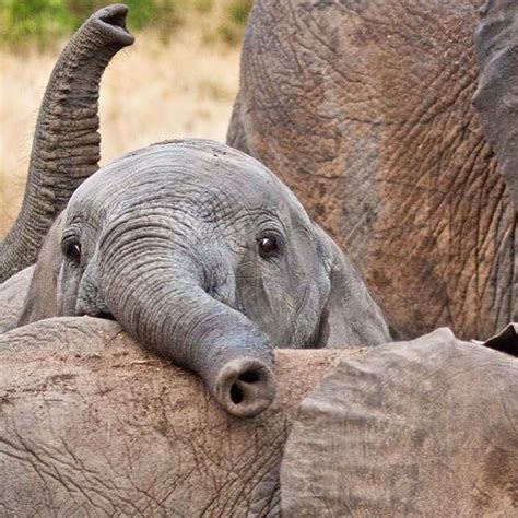 I Cant Handle The Cuteness Of Baby Elephants What Fun And Wonderful