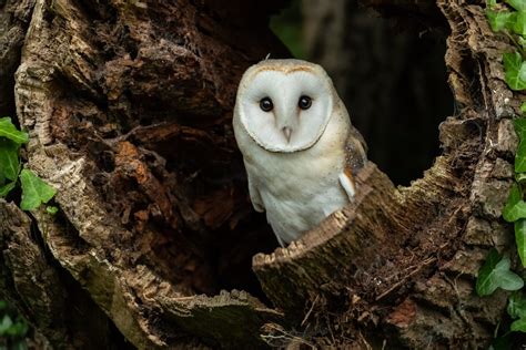 British Owl Species Bbc Wildlife Magazine Discover Wildlife