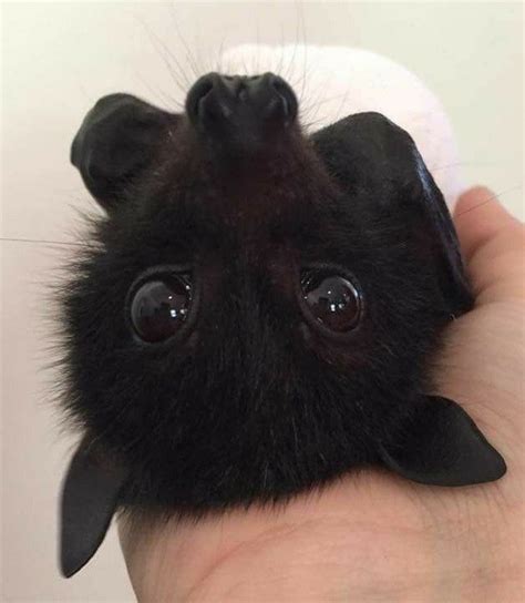 What A Very Cute Baby Bat Cute Baby Bats Baby Bats Very Cute Puppies