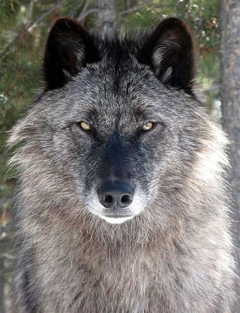 Wolf Stare Rpics