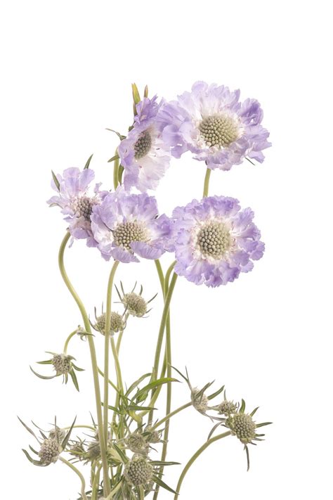 Lavender Purple Scabious Available May To November But Peaks June