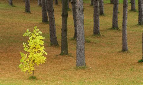 Small Tree With Yellow Leaves In A Forest With Taller Pine Trees In