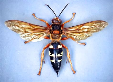 Cicada Killer Wasps June 26 2013 — Texas Insect Identification Tools