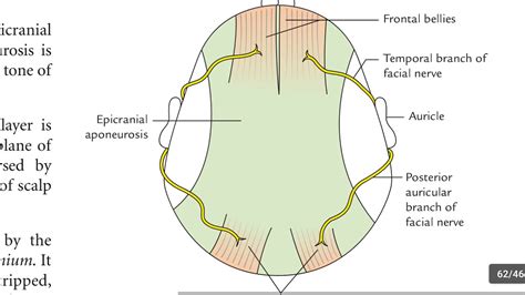 Scalp Part 3 Nerve Supply Arterial Supply Venous Drainage