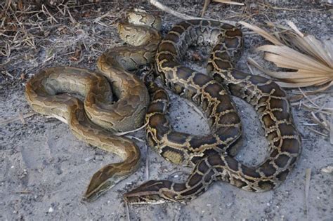 Zoo Miami Explores Innovative Techniques To Manage Invasive Pythons