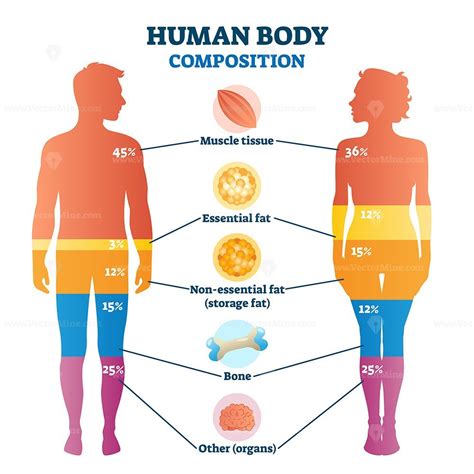 human body composition infographic vector illustration diagram vectormine