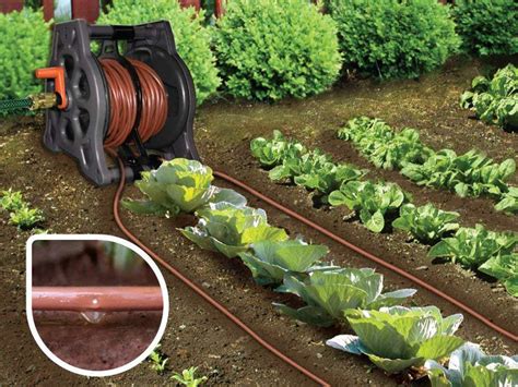 Vegetable Gardening For Beginners The Basics Of Planting Vegetable