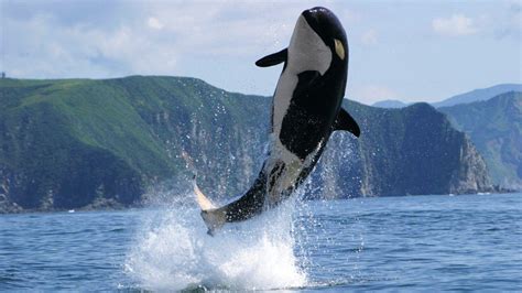 Orca Whale Wallpapers Top Free Orca Whale Backgrounds Wallpaperaccess